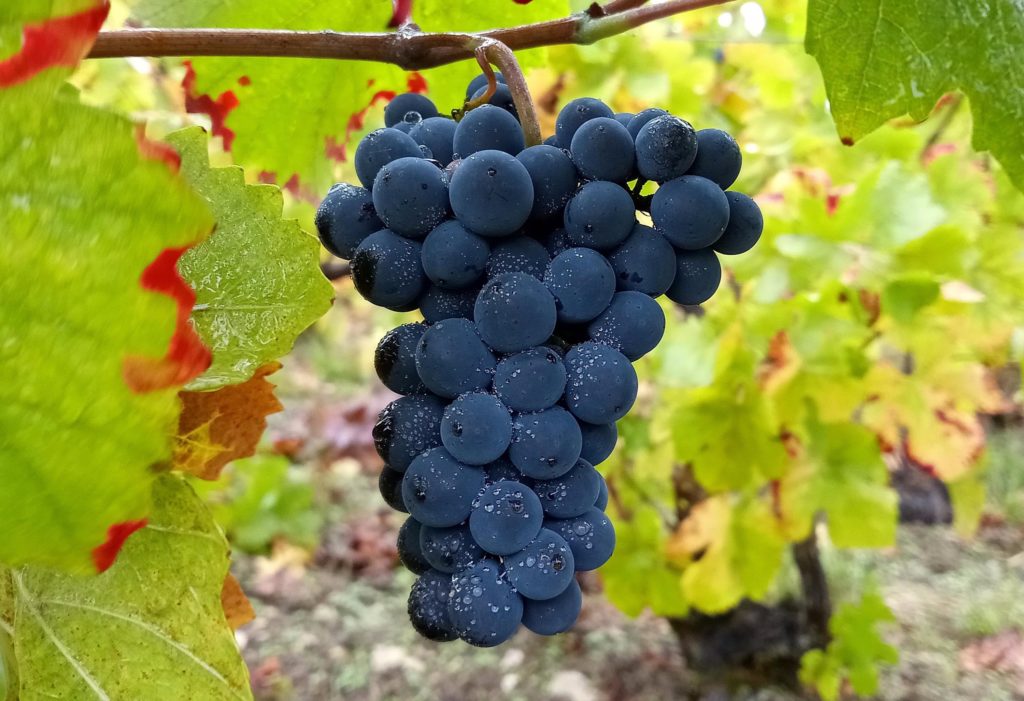 Grape-Champagne Claude PERRARD- harvest 2019