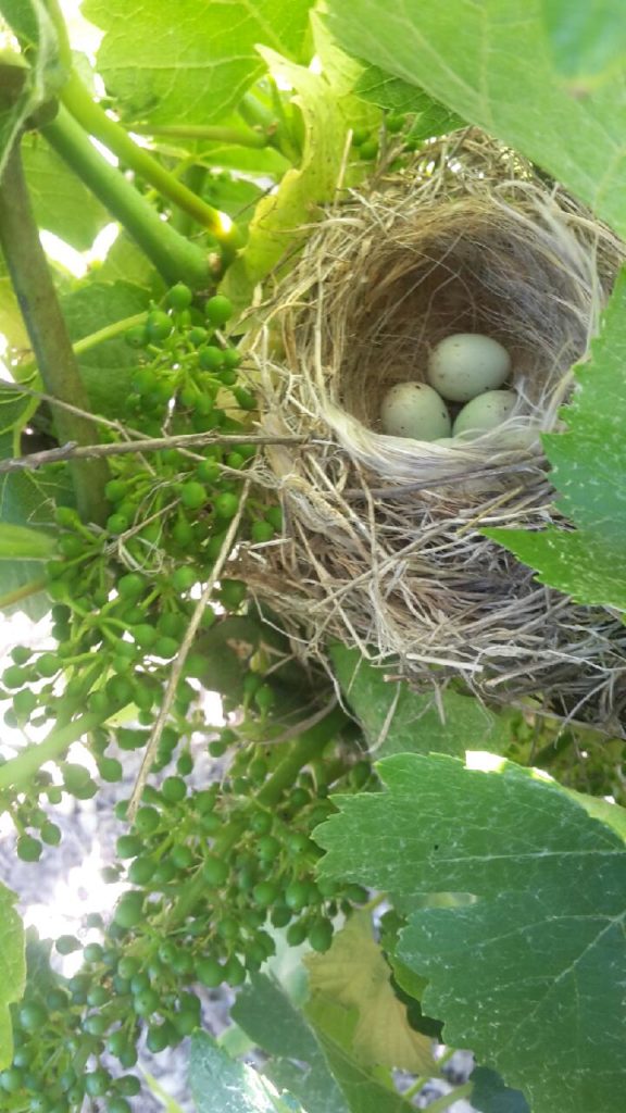 viticulture durable en champagne environnement-Champagne-Claude-PERRARD-respect