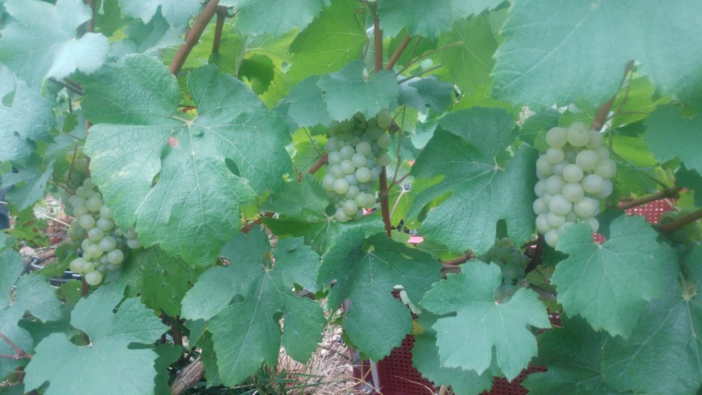 Champán Chardonnay Claude PERRARD