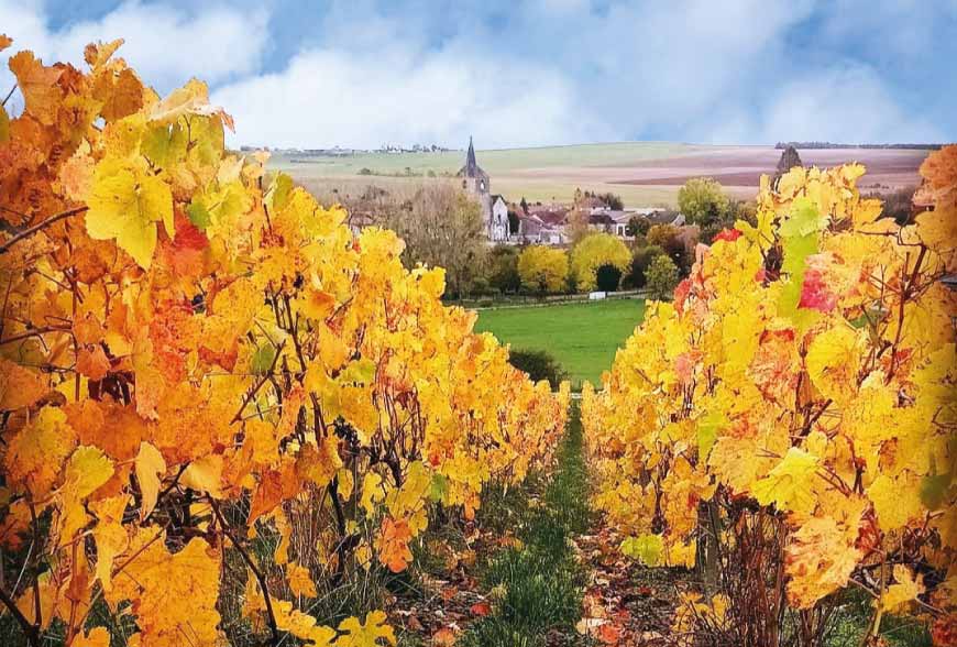Champagne Claude Perrard Weingut Oktober in den Weinbergen