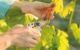 Ebourgennage de la vigne mai en champagne Claude Perrard