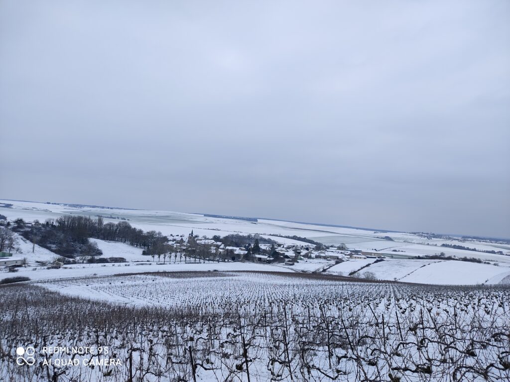 November, winter rest. Claude Perrard Champagne