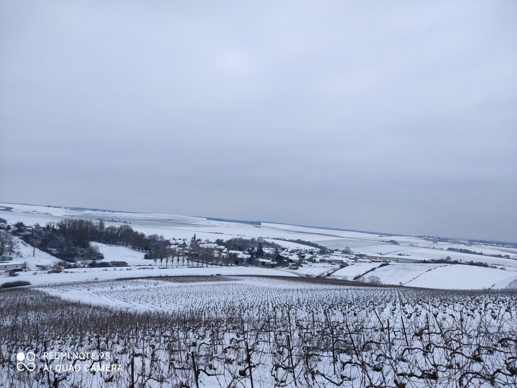 Novembre, riposo invernale. Claude Perrard Champagne